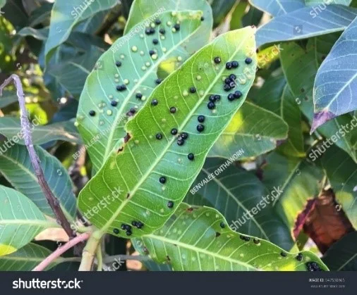 Mango Midges